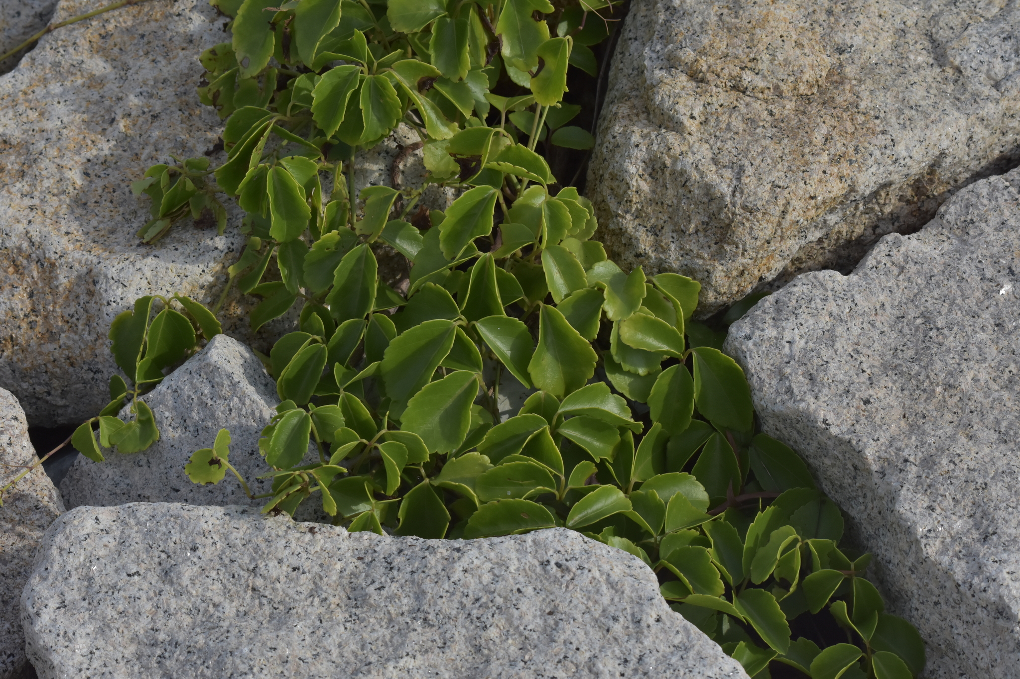 Causonis maritima (Causonis maritima)