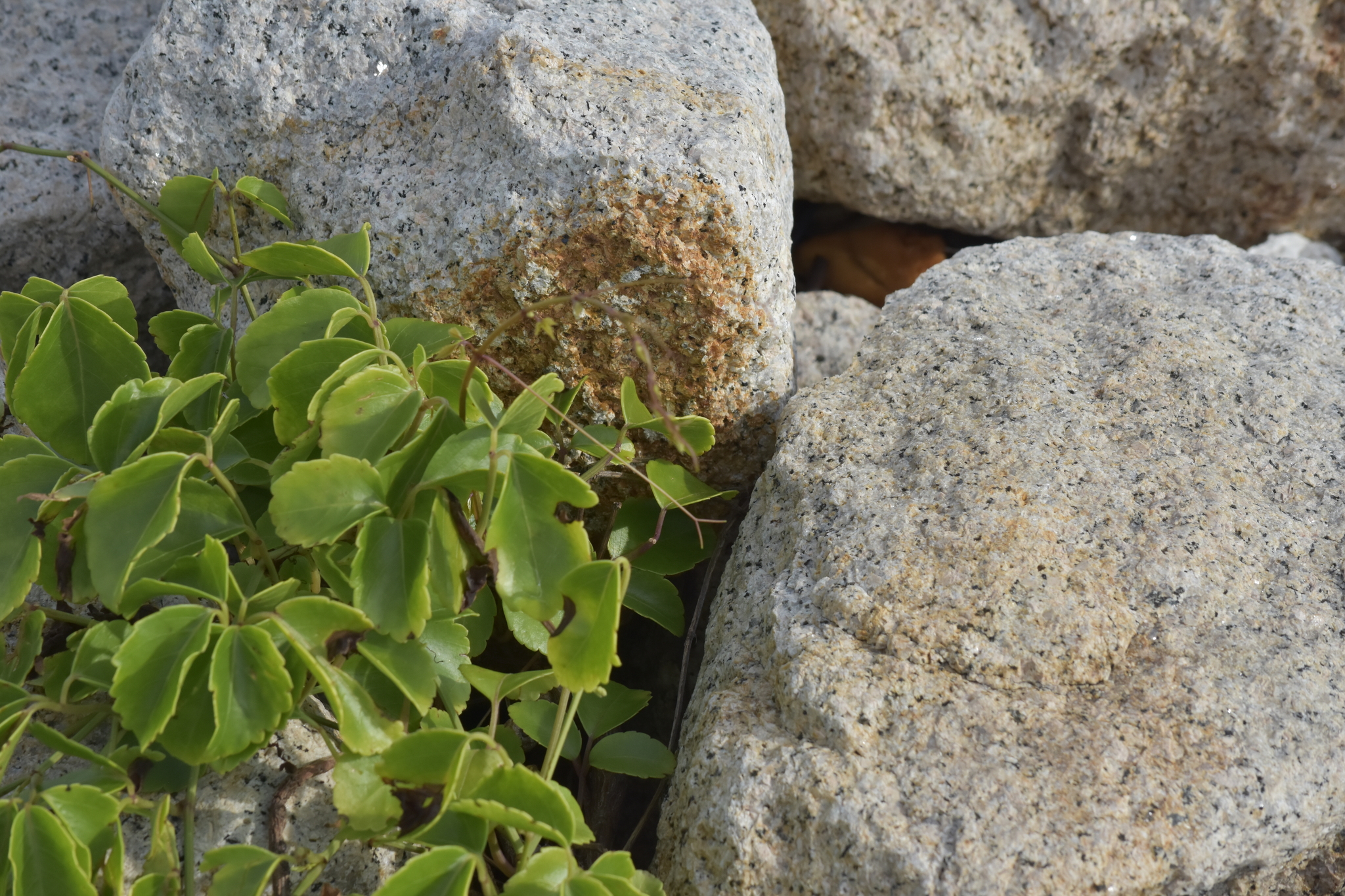 Causonis maritima — ảnh 2