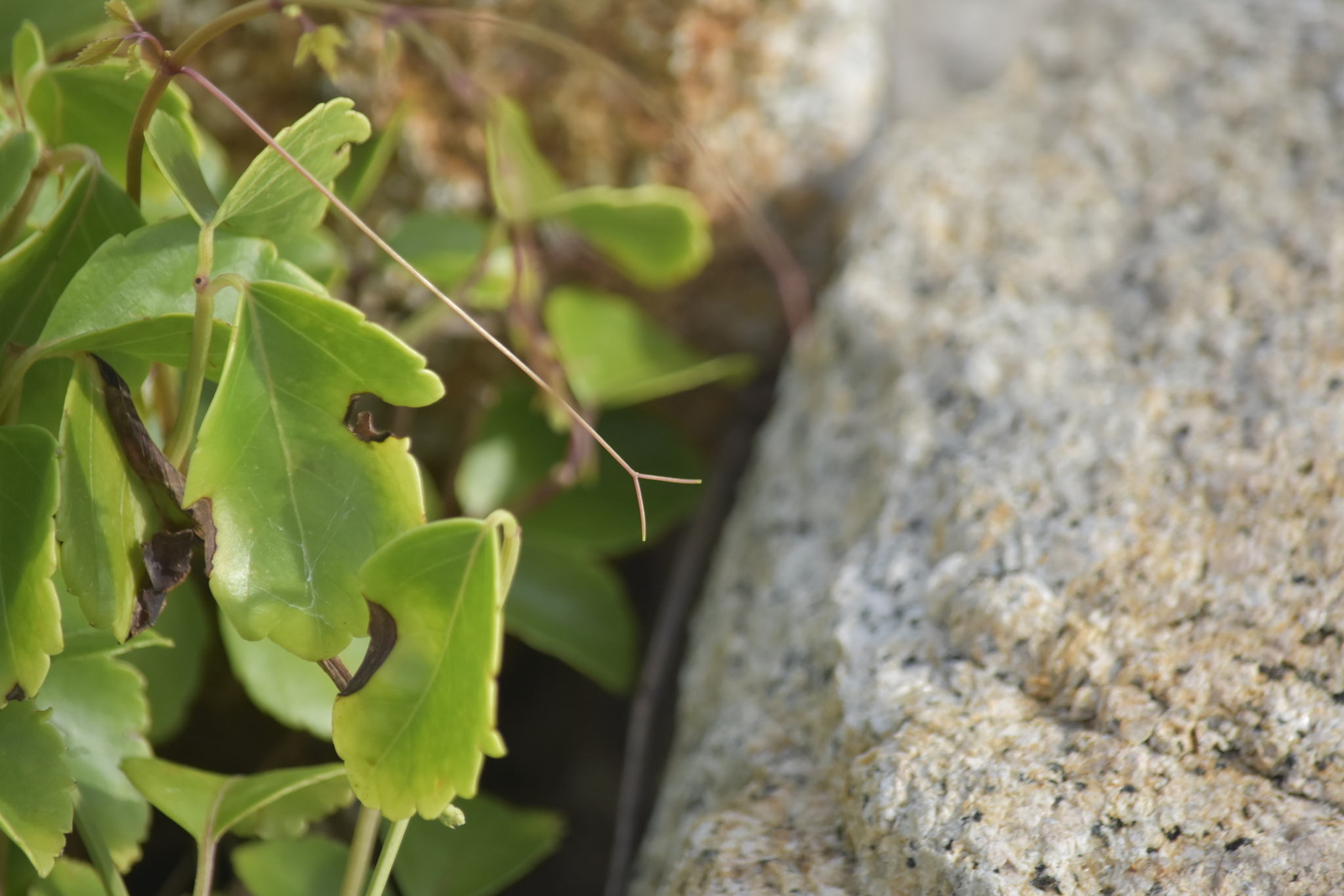 Causonis maritima — ảnh 3