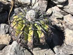 Discocactus placentiformis