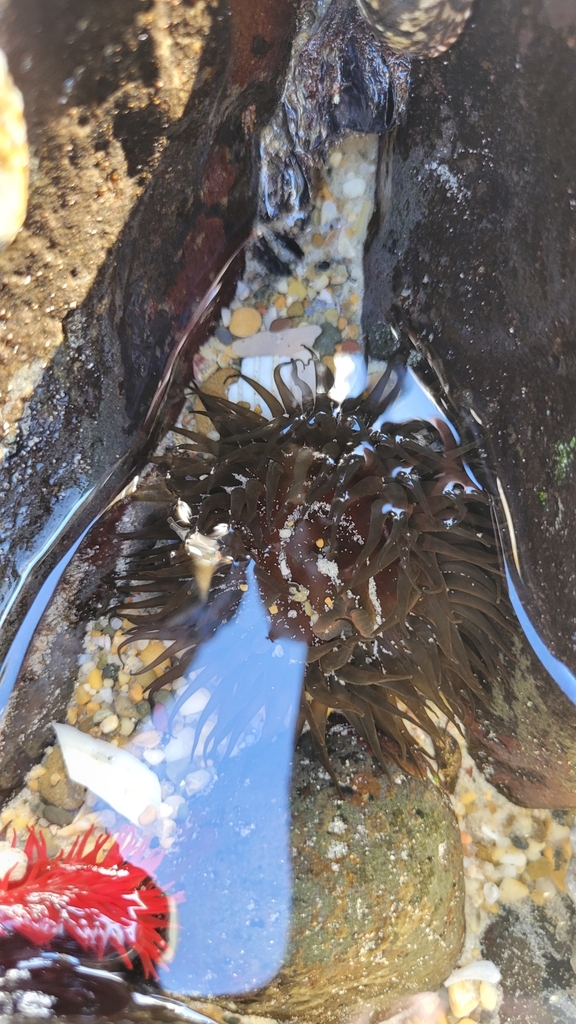 Snake Lock Breeding Green snakelock anemone from Australia on July 27, 2024 at 09:22 AM by ...