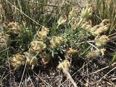 Oxytropis peschkovae