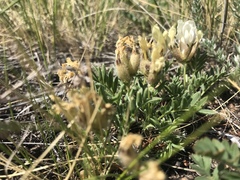 Oxytropis peschkovae