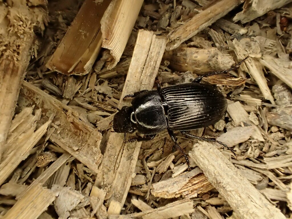 チョウセンゴモクムシ