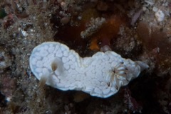Glossodoris