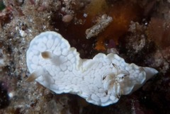 Glossodoris