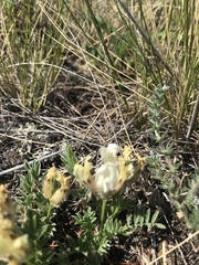 Oxytropis peschkovae