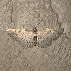 Aethalura intertexta