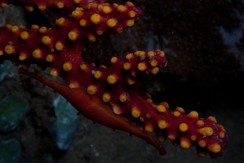 Phenacovolva rosea