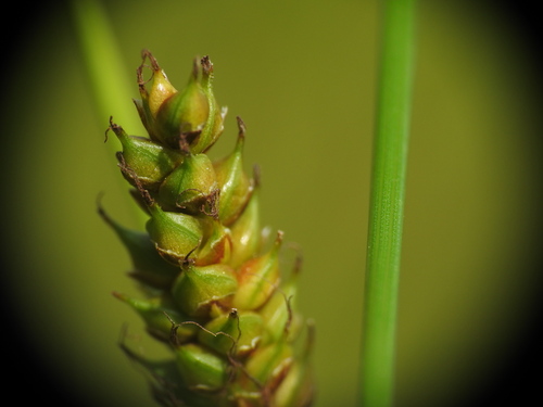 Image of Carex distans by (c) Yves Bas, some rights reserved (CC BY)