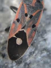 Lygaeus hanseni