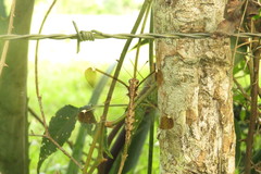 Ascalobyas albistigma