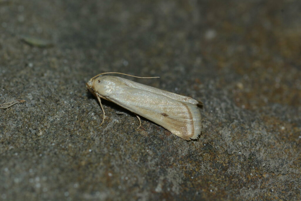 Euzophera empistocles