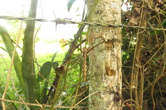 Ascalobyas albistigma