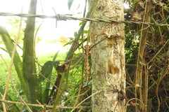 Ascalobyas albistigma