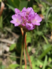 Armeria maritima californica