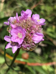Armeria maritima californica