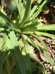 Armeria maritima californica