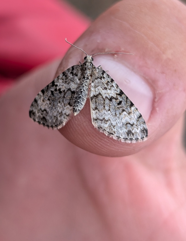 Double-banded Carpet