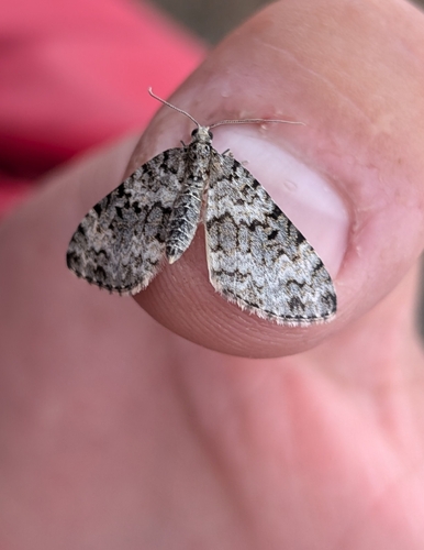 Double-banded Carpet