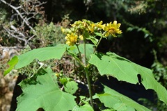Smallanthus maculatus