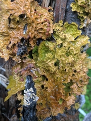 Lobaria pulmonaria