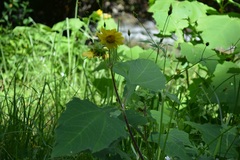 Smallanthus maculatus