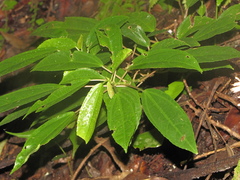 Myriocarpa obovata