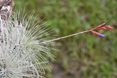 Tillandsia fuchsii