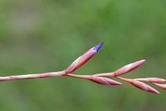 Tillandsia fuchsii
