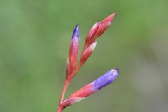 Tillandsia fuchsii