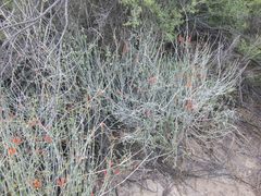 Justicia californica