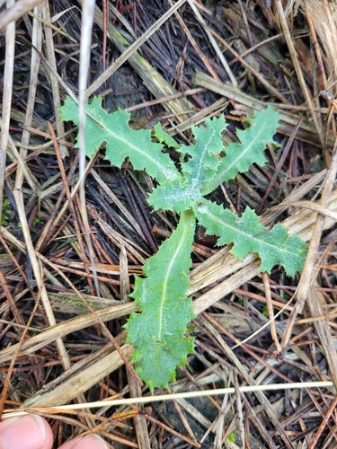 Image of Sonchus kirkii by (c) Julia Palmer, some rights reserved (CC BY)