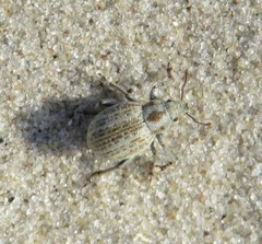 Philopedon plagiatum