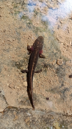 Pyrenean Brook Salamander, photo 8 of 8