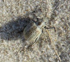 Philopedon plagiatum