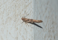 Pyroderces