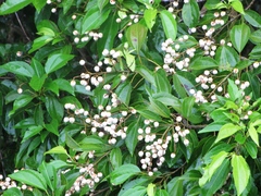 Pleuranthodendron lindenii