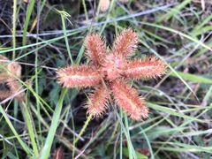 Mimosa hystricina
