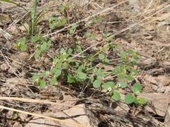 Euphorbia arizonica