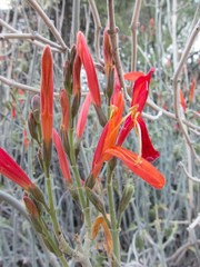 Justicia californica