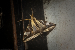 Agrioglypta excelsalis