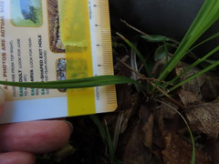 Carex lucorum
