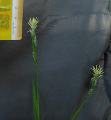 Carex lucorum