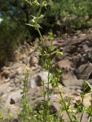 Galium stellatum