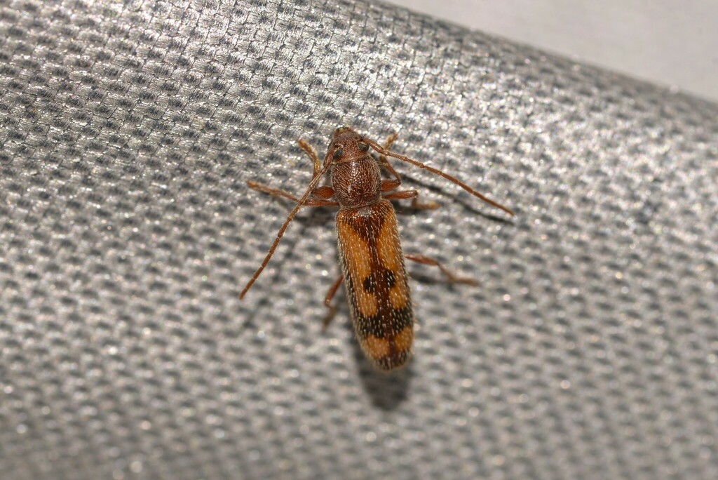 Psylacrida australis