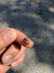 Calligrapha sigmoidea