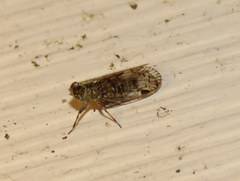 Melanoliarus placitus