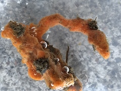 Clathria prolifera