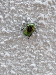Protaetia orientalis